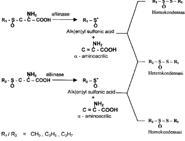 Gambar 2. Penguraian enzimatik S-alk(en)yl-L-sistein sulfoksida oleh 
