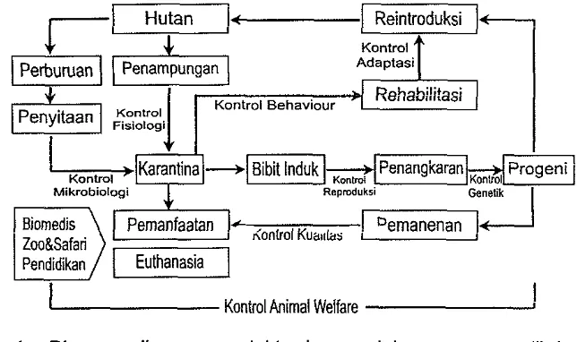 Gambar 4 Diagram alir peranan dokter hewan dalam proses medik konservasi 