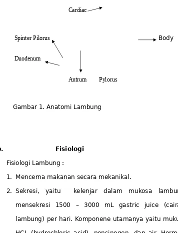 Gambar 1. Anatomi Lambung