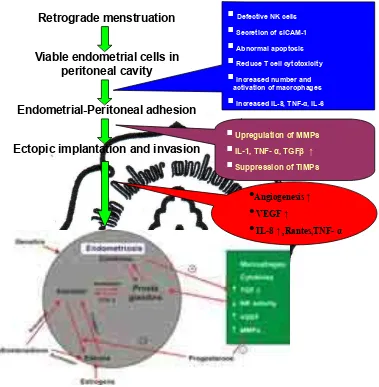 Gambar 2.6.  Patogenesis endometriosis (dikutip dari Pertemuan ilmiah berkala IV                               Hiferi-POGI Semarang,Oepomo,2009; Solo gynecologic cancer conference,Oepomo,2009 )