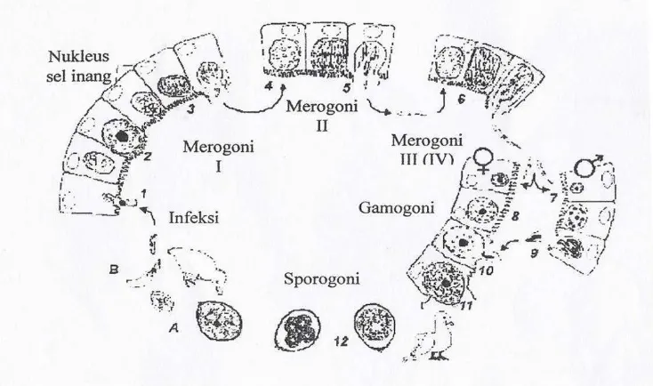 Gambar 2  Siklus hidup Eimeria tenella. (Fanatico, 2006) 