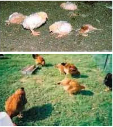 Gambar 3  Ayam yang terserang koksidiosis.(Fanatico, 2006) 