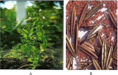 Gambar 5  (A) Tanaman, (B) Biji Andrographis paniculata Nees (MPRI 1998 dalam Naiyana 2002) 