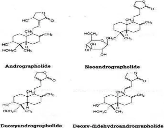 Gambar 6 : Struktur kimia bahan aktif yang terdapat pada daun Sambiloto Sumber:  MPRI (1999) dalam Naiyana (2002) 