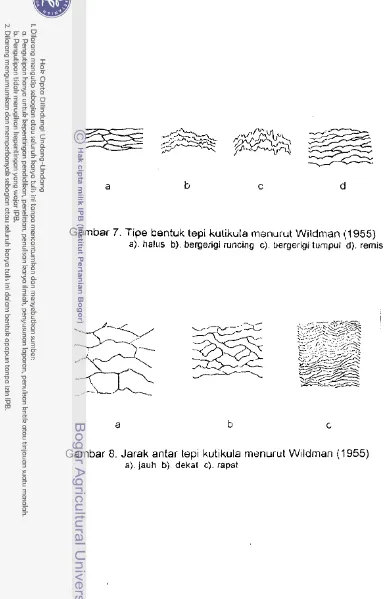 Gambar 8. Jarak antar tepi kutikula menurut Wildman (1955) 