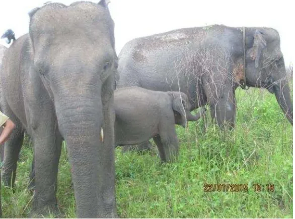 Gambar 2. Gajah sumatera di Taman Nasional Way Kambas