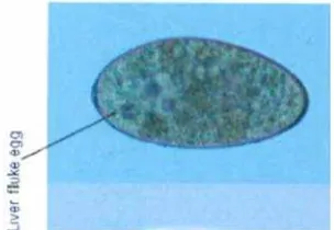 Gambar 11. Telur Paramphistomum sp. perbesaran 400x (VLA, 2008)