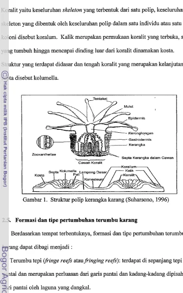Gambar 1. Struktur polip kerangka karang (Sd~arsono, 1996) 