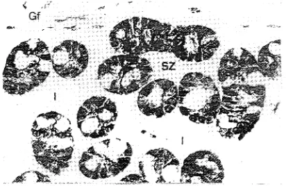 Gambar 2. Irnunoreaksi protein S-100 pada sel-sel Sertoli (SZ) dan rete testis (RT) CRL 20 cm, 580x