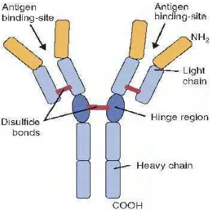 Gambar  2  Struktur Imunoglobulin (Suri 2007) 