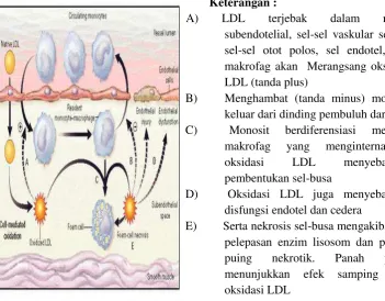 Gambar 2. Proses terjadinya aterosklerosis (Diaz et al.1997) 
