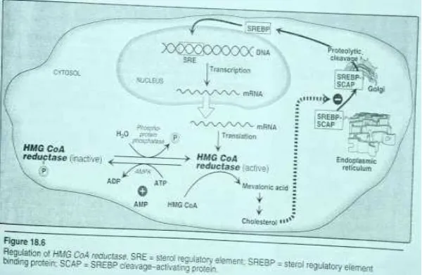 Gambar 10. Mekanisme pengaturan sintesis kolesterol (Mayes 2000). 