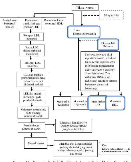 Gambar 11.  Kerangka Berfikir Penelitian tentang Aktivitas Ekstrak Daun Jati Belanda terhadap Kadar Kolesterol HDL dan LDL pada Tikus Hiperkolesterolemia  