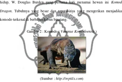 Gambar 2 : Komodo ( Varanus Komodoensis ) 