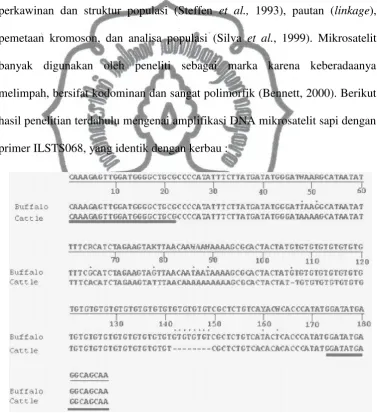 Gambar 4.  Urutan nukleotida sapi marker mikrosatelit (ILSTS068) dan identik dengan kerbau