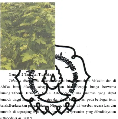 Gambar 2 Tanaman Tithonia 