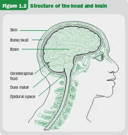 Figure 1.2 Structure of the head and brain