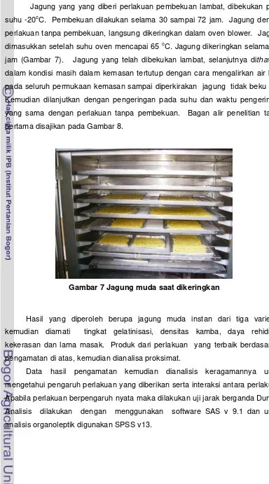 Gambar 7 Jagung muda saat dikeringkan 