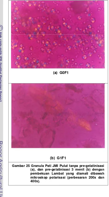 Gambar 25 Granula Pati JMI Pulut tanpa pre-gelatinisasi 