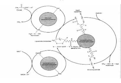 Gambar 2.1 Lintasan oksidasi piruvat (dipetik dari: Murray dkk. 2009. Biokimia Harper) 