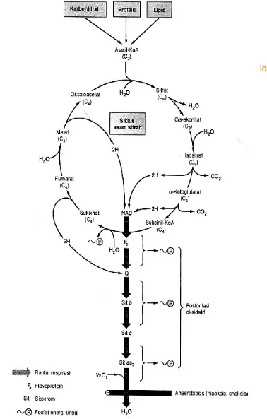 Gambar 2.2 Siklus asam sitrat sebagai jalur bersama metabolisme karbohidrat, lipid dan protein (dipetik dari: Murray dkk