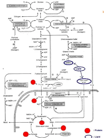 Gambar 3.4 Ringkasan jalur glukoneogenesis (dipetik dari: Murray dkk.2009. Biokimia Harper) 