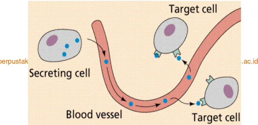 Gambar 2.7 Cara Hormon Mencapai sel Target 