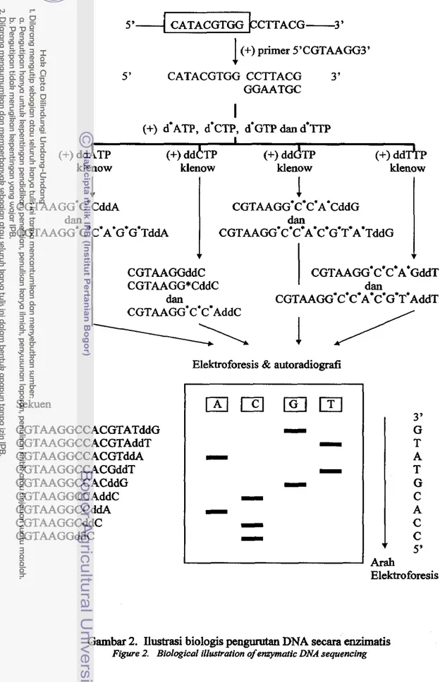 Gambar 2.  Ilustrasi biologis  pengumtan DNA  secara  enzimatis 