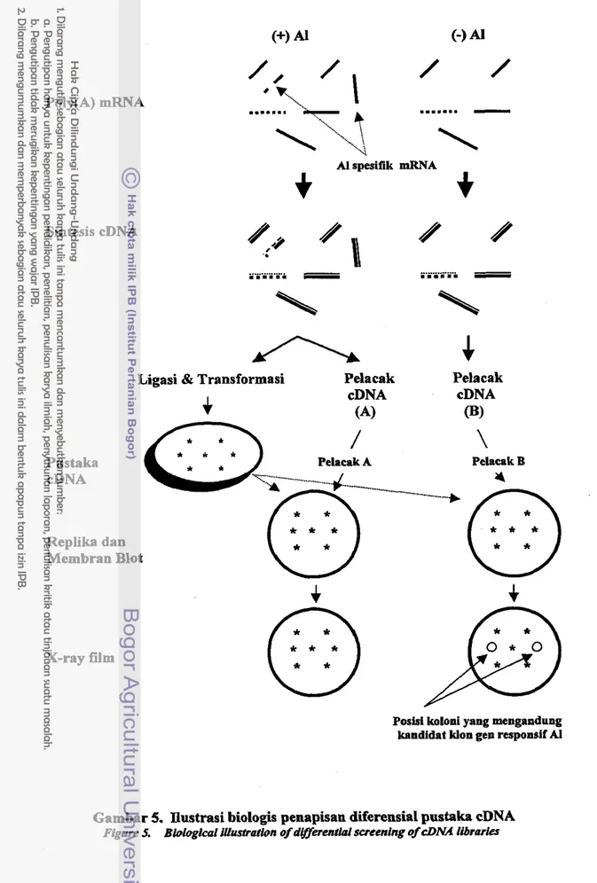 Gambar  5.  Ilustrasi biologis penapisan diierensial pustaka cDNA 