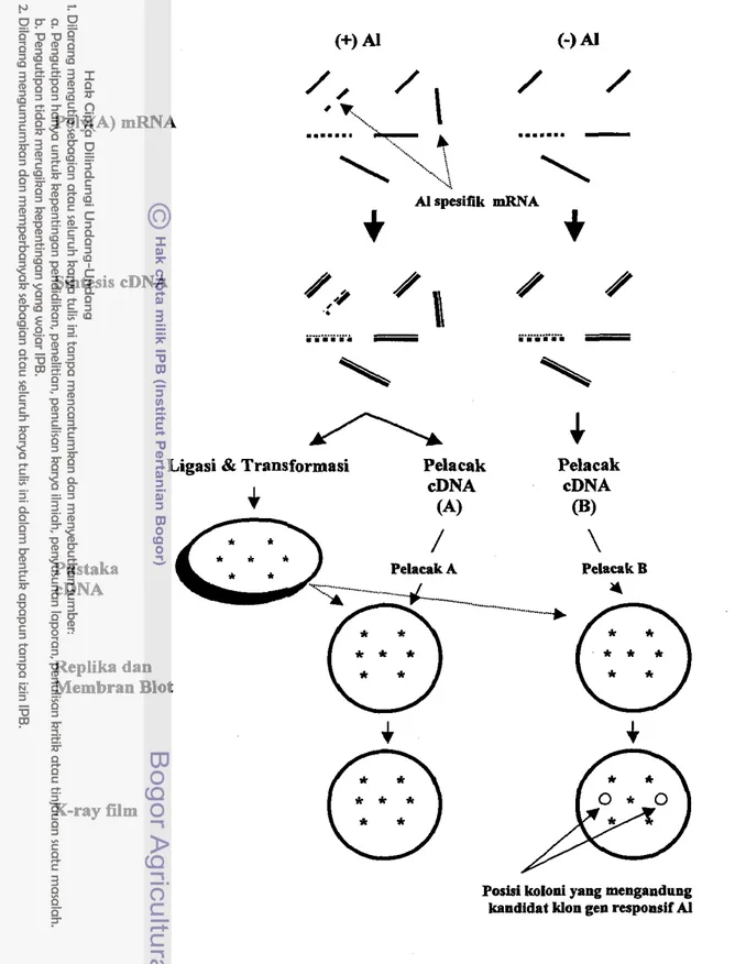 Gambar  5.  Ilustrasi biologis penapisan diierensial pustaka cDNA 