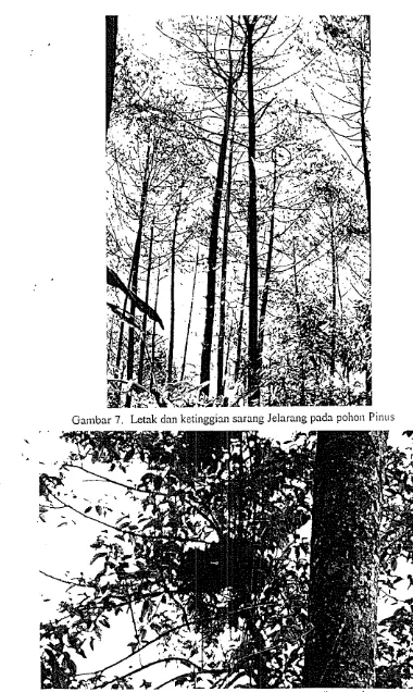 Gambar 7. Letak dan ketinggian sarang JeJarang pada pohon Pinus 