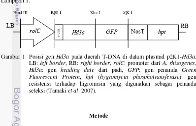 Gambar 1  Posisi gen Hd3a pada daerah T-DNA di dalam plasmid p2K1-Hd3a. 