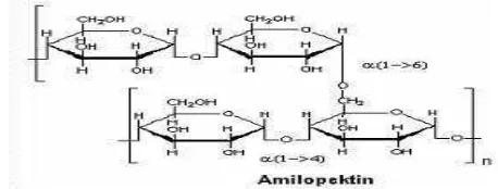 Gambar : 2.4. Rumus Molekul Amilopektin ( http://Chemwiki.elmhurst.edu) 