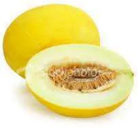 Gambar 1 Melon apollo2 