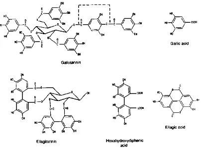 Gambar 2. Struktur Senyawa Kimia Tanin (Cannas, 2008) 