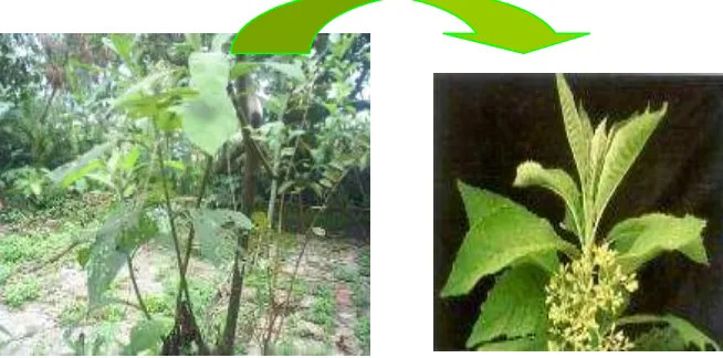 Gambar 1. Tanaman Sembung (Blumea balsamifera) (Foto Penelitian, 2007) 