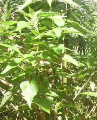 Gambar 16. Artocarpus heterophyllus Lamk. 