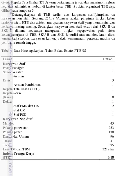 Tabel 1  Data Ketenagakerjaan Teluk Bakau Estate, PT BNS 