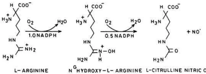 Gambar 1 Sintesis Nitric Oxide dari L-Arginin (Habib & Ali 2011). 