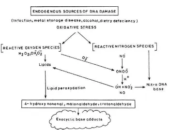 Gambar 5 Kerusakan DNA yang bersumber dari dalam tubuh (Habib & Ali 2011).  Glutation Peroksidase 