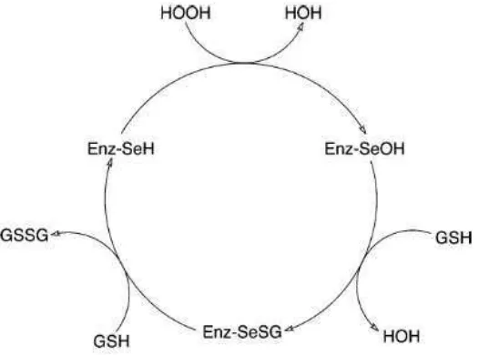Gambar 7 Siklus katalis GSH-Px (Gavin et al. 2010) 