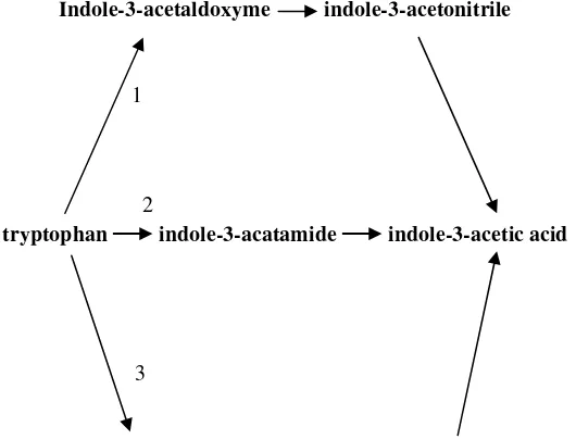 Gambar 1  Lintasan sintesis IAA yang bergantung Triptofan1. melalui Indole-3-acetonitrile (IAN), 2