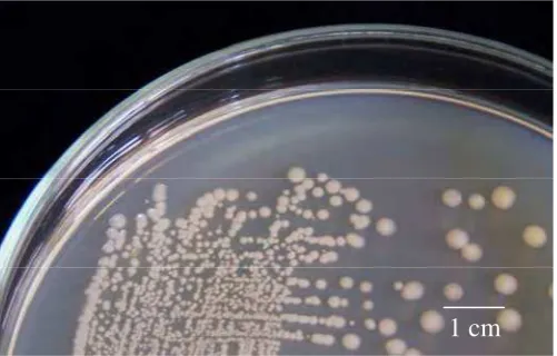Gambar 3  Penampilan koloni isolat Bacillus                    sp. Cr-4 pad media Nutrien agar yang diinkubasi pada suhu ruang selama 24 jam