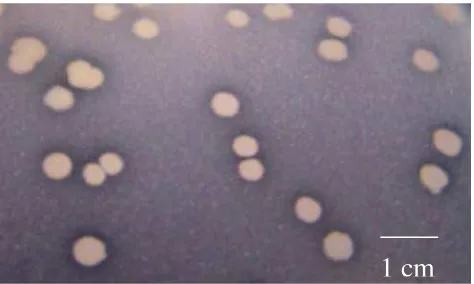 Gambar 6  Pembentukan zona bening disekitar koloni Bacillus sp. Cr-55 hasil uji kelarutan fosfat menggunakan media pikovskaya setelah masa inkubasi 96 jam pada suhu ruang