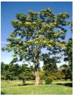 Gambar 1 Pohon Ailanthus altissima(sumber: www.wikipedia.org/wiki/Ailanthus_altissima )