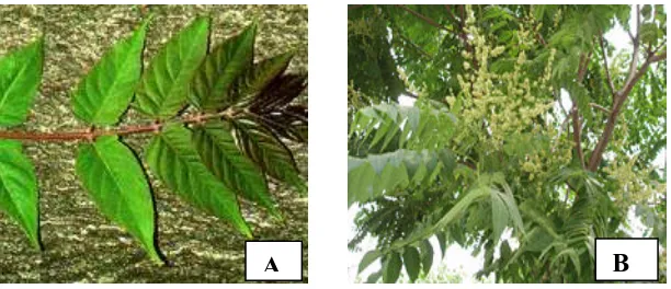 Gambar 3 Daun (A) dan Bunga (B) A. altissima (sumber: www.wikipedia.org/wiki/Ailanthus_altissima)