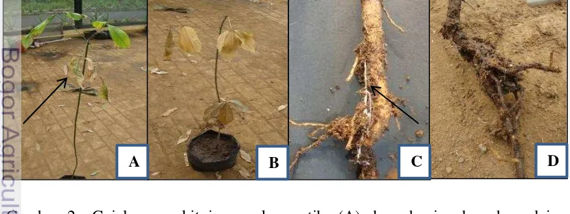 Gambar 2  Gejala penyakit jamur akar putih: (A) daun bagian bawah mulai menguning (28 hsi), (B) tanaman kering dan layu (56 hsi), (C) terdapat rhizomorf patogen disekitar akar (21 hsi), (D) akar sudah membusuk (49 hsi) 