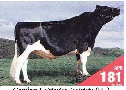 Gambar 1 Friesian Holstein (FH) 