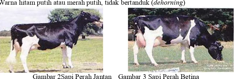 Tabel 1. Persyaratan kuantitatif bibit sapi perah betina Holstein Indonesia Umur    (Bulan) ParameterSatuanPersyaratan 