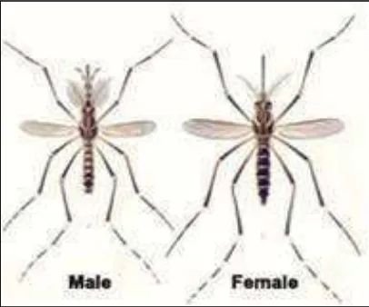 Gambar 2.4 Nyamuk Jantan dan Betina Aedes aegypti 